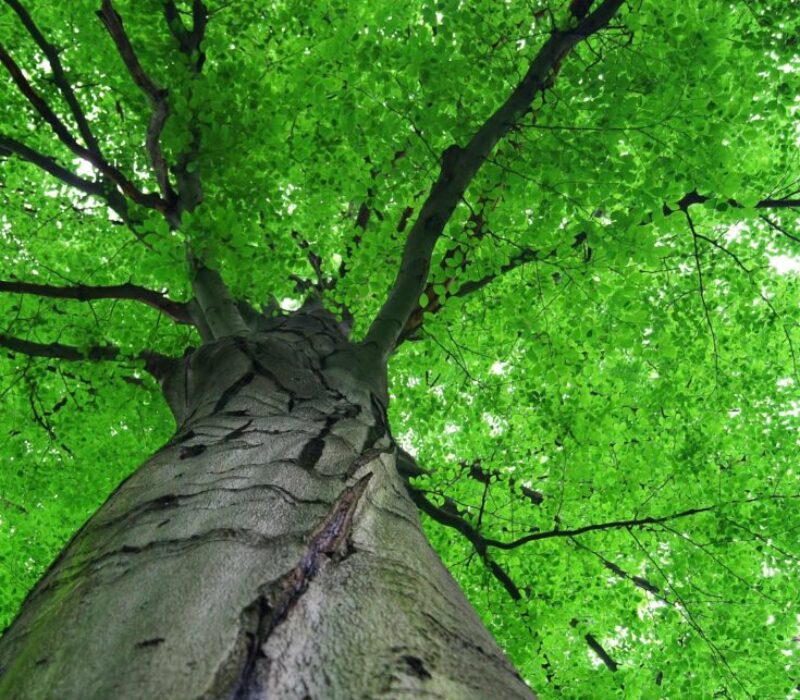 Baum-Untersicht-Startseite Baum-Untersicht-Startseite