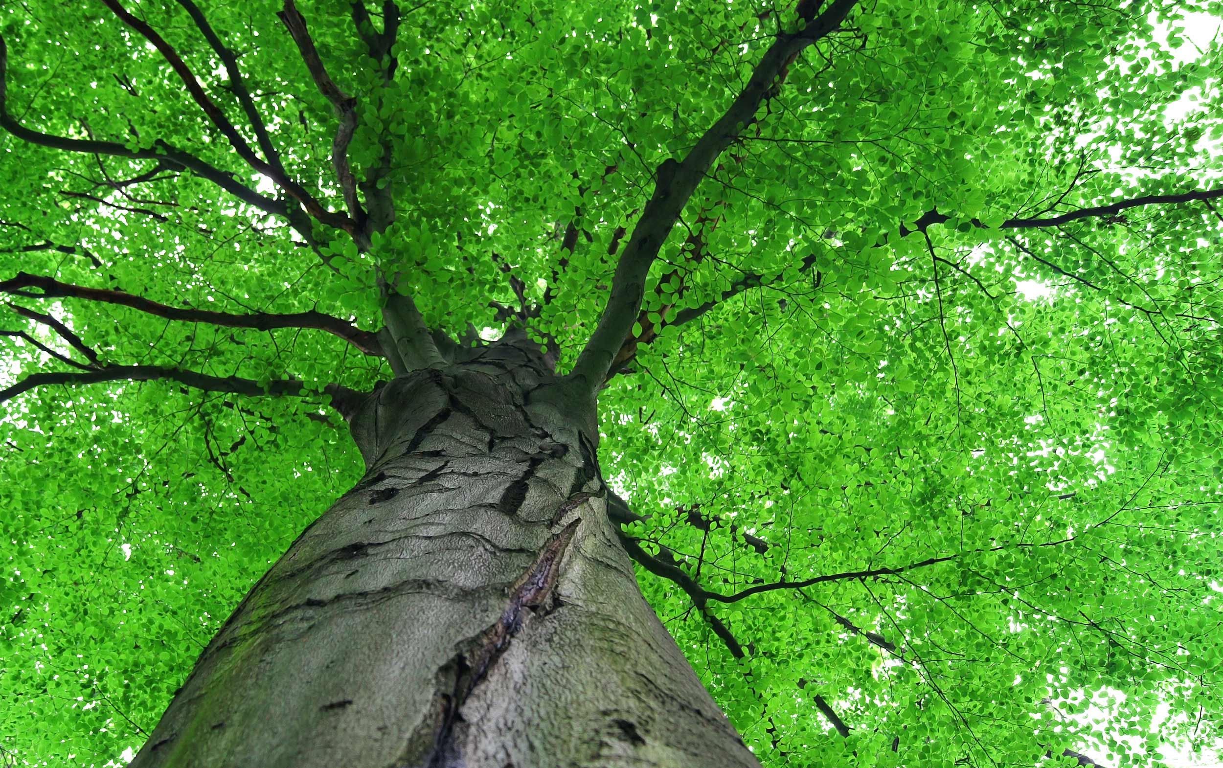 Baum-Untersicht-Startseite
